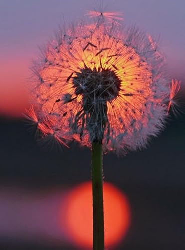 Colourful Unregelmäßiges Puzzle - Dandelions Posters - Personalisiertes Puzzle-Spielzeug Für Erwachsene - Spielzeug Zur Stressreduzierung Für Die Familie Gifts - Puzzles 1000 Stück - Sk209Zp von Schwagebo