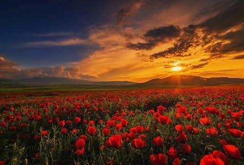 Puzzle 1000 Stück - Poppyss Red Flowers Posters - Lernspielzeug Puzzle Für Erwachsene - Elderly Gedächtnis- Und Wahrnehmungs Spiele Gifts - Sk116Zp von Schwagebo