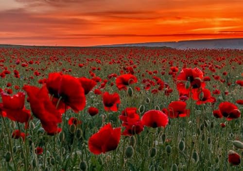 Puzzle 1000 Stück - Poppyss Red Flowers Posters - Lernspielzeug Puzzle Für Erwachsene - Elderly Gedächtnis- Und Wahrnehmungs Spiele Gifts - Sk117Zp von Schwagebo