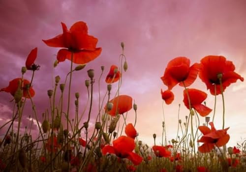 Puzzles 1000 Teile - Red Poppiess Flowers Plakats - Irregulär Kunst Puzzle - Älteres Lustiges Spielzeug - Familien-Lernspiel Für Das Gedächtnis Ja345Zp von Schwagebo