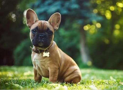 Schwagebo 1500 Stück - Difficult Puzzle - Gifts - Pictures - French Bulldogs Dog Poster - Spiele Zur Stressreduzierung Für Die Ganze Familie - Wand Kunst Dekoration - Jk131Zp Schwagebo 1500 Stück - Difficult Puzzle - Gifts - Pictures - French Bulldogs Dog Poster - Spiele Zur Stressreduzierung Für Die Ganze Familie - Wand Kunst Dekoration - Jk131Zp von Schwagebo