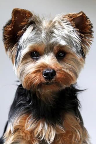Schwagebo 1500 Stück - Pictures - Gifts - Difficult Puzzle - Yorkshires Terriers Dog - for Familien-Heraus for Derungs Spielzeug Für Erwachsene - Elderly Gedächtnis-Erkennungs Spiels - Jk83Zp Schwagebo 1500 Stück - Pictures - Gifts - Difficult Puzzle - Yorkshires Terriers Dog - for Familien-Heraus for Derungs Spielzeug Für Erwachsene - Elderly Gedächtnis-Erkennungs Spiels - Jk83Zp von Schwagebo