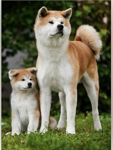Schwagebo Akita Inu Das Holzpuzzle 1000 Teile Ersion Jigsaw Puzzle Für Erwachsene Kinder Lernspielzeug Gd233Ye Schwagebo Akita Inu Das Holzpuzzle 1000 Teile Ersion Jigsaw Puzzle Für Erwachsene Kinder Lernspielzeug Gd233Ye von Schwagebo