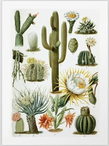Schwagebo Puzzle 1000 Pieces Botanical Cacti Poster Holz Für Erwachsene Kinder Spiele Lernspielzeug Gd203Ms von Schwagebo