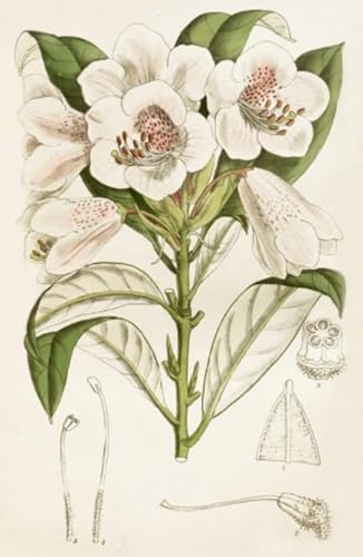 Vintage Flowers Art Picture，Für Puzzle-Spiel Zum Stressabbau Für Erwachsene, Kunstbild ，1000 Teile Puzzle ，Gedächtnis- Und Wahrnehmungs Spiele Für Ältere Menschen Kw456Zw von Schwagebo