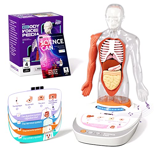 Science Can Anatomiemodell für Kinder, Menschliche Körper Set, Interaktive Spielzeug - Deutsch, 22cm Realistischer Organen & Skelett Set, Experimentierkasten für Kinder ab 6 Jahren von Science Can