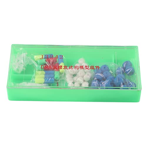 DNA Model Double Helix Science Pädagogische molekulare Lehrhilfe biologische DNA -Struktur -Kit für Schüler und Lehrer PVC -Material 10 Basispaare von Segrehy