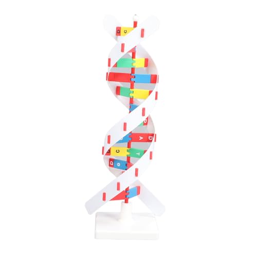 Segrehy DNA -Strukturmodell Kit Bunt Doppel -Spiralwissenschaft Bildungsspielzeug für High School University Biology Schüler Kunststoff zusammengebautes DIY Human DNA Model von Segrehy