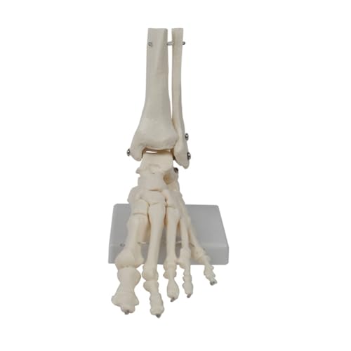 Sessleger Fußgelenkmodell, Menschliches Anatomiemodell, Lebensgröße, Fußanatomiemodell, Lehrmaterial für das Modell Des Menschlichen Skeletts Sessleger Fußgelenkmodell, Menschliches Anatomiemodell, Lebensgröße, Fußanatomiemodell, Lehrmaterial für das Modell Des Menschlichen Skeletts von Sessleger