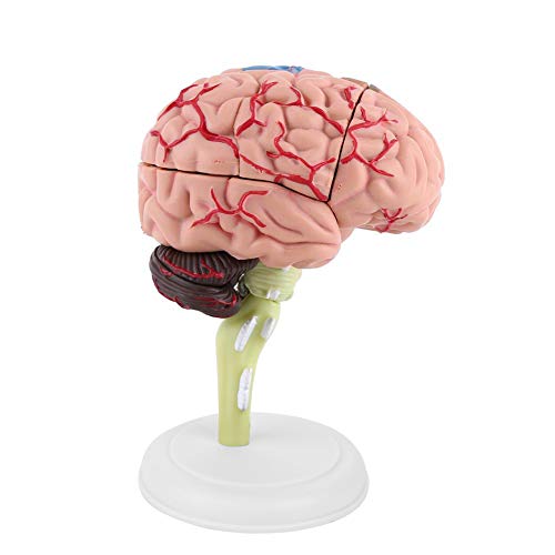 Anatomisches Gehirnmodell, Gehirnmodell, menschliches Gehirn zerlegt anatomisch leicht für den Menschen zu tragen von Shanrya