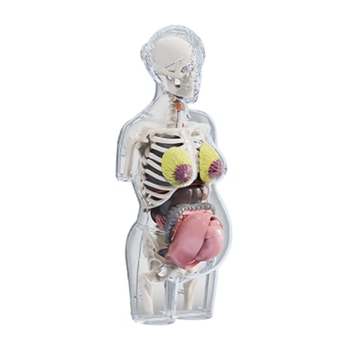 Sharplace Anatomisches Modell des menschlichen Körpers, anatomischer, für, wissenschaftliches Puzzle-Set für Demonstrationen Sharplace Anatomisches Modell des menschlichen Körpers, anatomischer, für, wissenschaftliches Puzzle-Set für Demonstrationen von Sharplace