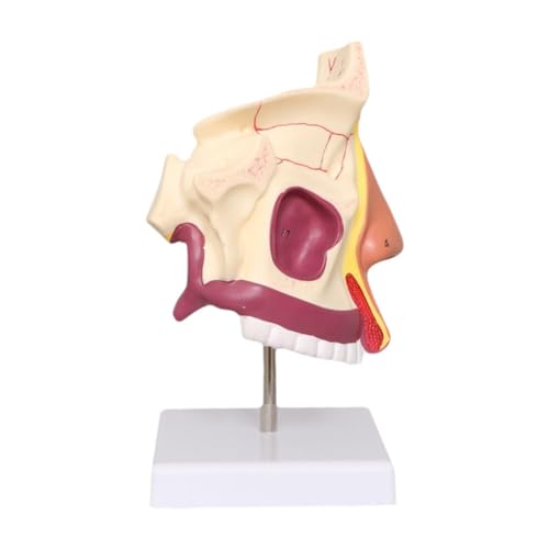 Sharplace Human Nasenhöhle Model Demonstrationsmodell Biologie Ausbildung Bildungsspielzeug Requisiten Unterricht für Bürospielzeugklasse Kinder Sharplace Human Nasenhöhle Model Demonstrationsmodell Biologie Ausbildung Bildungsspielzeug Requisiten Unterricht für Bürospielzeugklasse Kinder von Sharplace