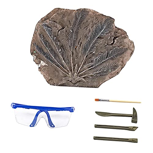 Sharplace Kinder Ausgrabungsset Stem Science Lernspielzeug DIY Grabspielzeug Tyrannosaurus Fossilien für Vorschulkinder Kinder Kleinkinder, Stein von Sharplace