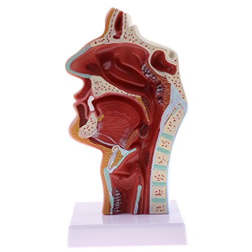 Längsschnitt von 1: 1 Lebensgroße Menschliche -, Mundhöhlen- und Pharynx- und Kehlkopfmodell für Labor Studien Display von Sharplace