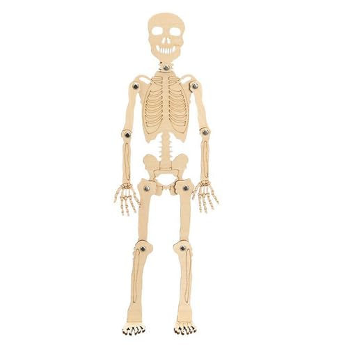 Sharplace Neuartiges Wissenschaftsspielzeug, pädagogisches handgefertigtes Materialpaket, Lernspielzeug, langlebiges menschliches Skelettmodell für von Sharplace