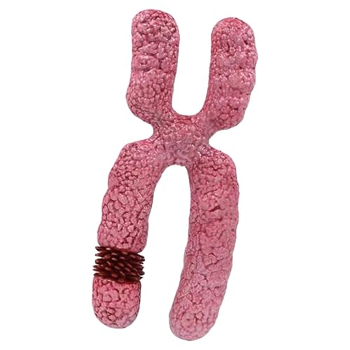 Sharplace x Chromosomenmodell, Meiose-Organell, Lernen der Schüler, robuste submikroskopische Struktur der menschlichen Chromosomenmeiose zum Studium von Sharplace