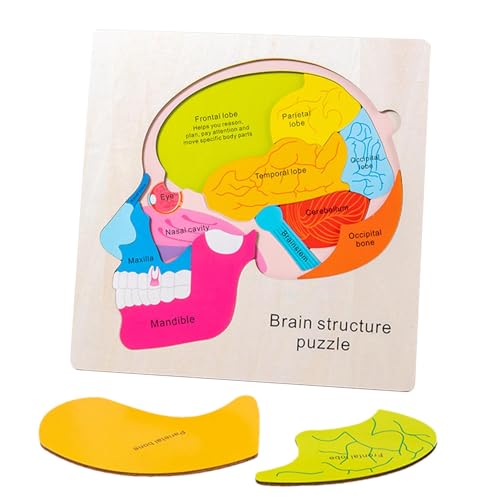 Shenrongtong Anatomie-Spielzeug für Kinder, Anatomie-Struktur-kognitives Puzzle | Mehrschichtige Anatomie-Struktur-Puzzlespielzeuge,Pädagogische, interaktive Frühentwicklungsmaterialien für von Shenrongtong