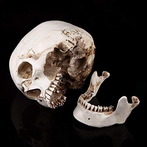 Shipenophy Lehrmittel Halloween Weiß, 1: 1 Lebensgröße Modell Harz Menschliche Anatomie Kopf Schädel Replik für Halloween Menschlicher Schädel Anatomisches Modell Shipenophy Lehrmittel Halloween Weiß, 1: 1 Lebensgröße Modell Harz Menschliche Anatomie Kopf Schädel Replik für Halloween Menschlicher Schädel Anatomisches Modell von Shipenophy