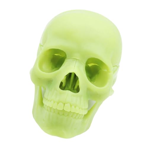 Babyschädel Anatomiemodell Für Medizinstudenten Und Fachkräfte Schädel Anatomisches Modell Für Die Medizinische Lehre Babyschädel Anatomiemodell Für Medizinstudenten Und Fachkräfte Schädel Anatomisches Modell Für Die Medizinische Lehre von Shntig
