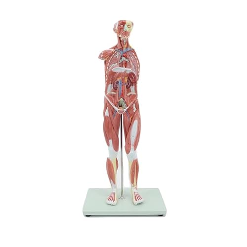 1 Stück 78 cm 1/2 Lebensgroßes Anatomiemodell des menschlichen Torsos – 27-teiliges Lehrmittel for anatomische Muskeln und Organe 1 Stück 78 cm 1/2 Lebensgroßes Anatomiemodell des menschlichen Torsos – 27-teiliges Lehrmittel for anatomische Muskeln und Organe von ShuaaM
