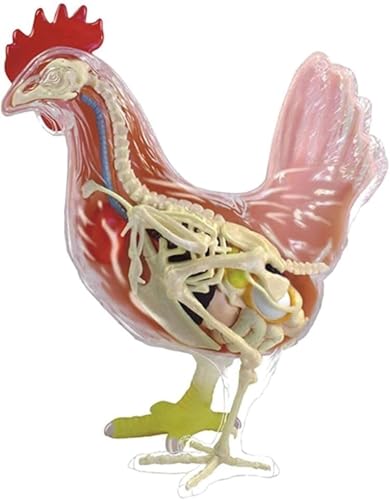 4D-Anatomiemodell eines Hühnerskeletts – 32 abnehmbare Teile, pädagogisches Puzzle for wissenschaftliche und medizinische Zwecke 4D-Anatomiemodell eines Hühnerskeletts – 32 abnehmbare Teile, pädagogisches Puzzle for wissenschaftliche und medizinische Zwecke von ShuaaM