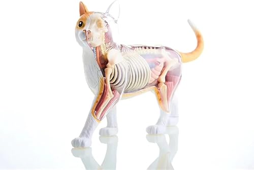 4D-Katzenanatomie-Modellbausatz – orangefarbenes Katzenskelett mit 28 abnehmbaren Organen for die tierärztliche Ausbildung und Schulung 4D-Katzenanatomie-Modellbausatz – orangefarbenes Katzenskelett mit 28 abnehmbaren Organen for die tierärztliche Ausbildung und Schulung von ShuaaM