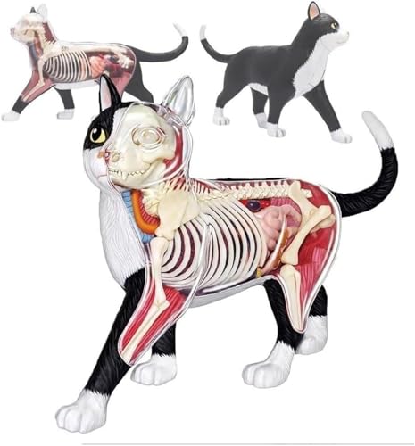 4D-Katzenanatomiemodell – Katzenmodell for den Einsatz im Bildungsbereich im Gesundheitswesen mit 28 abnehmbaren Organen for Lehren und Lernen 4D-Katzenanatomiemodell – Katzenmodell for den Einsatz im Bildungsbereich im Gesundheitswesen mit 28 abnehmbaren Organen for Lehren und Lernen von ShuaaM