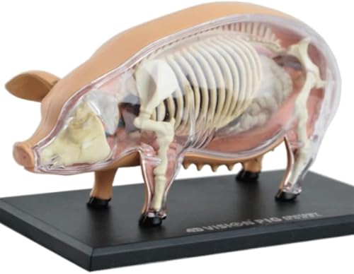 4D-Schweineanatomiemodell – 19 abnehmbare Organe for die tierärztliche Ausbildung und Demonstration von Anwendungen im Gesundheitswesen 4D-Schweineanatomiemodell – 19 abnehmbare Organe for die tierärztliche Ausbildung und Demonstration von Anwendungen im Gesundheitswesen von ShuaaM