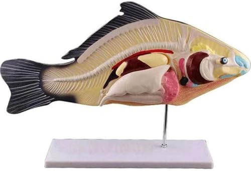Fischanatomiemodell - Pädagogisches Lehrmittel aus PVC, 47 x 19 cm, abnehmbares Fischorganmodell for den Einsatz im Klassenzimmer und Labor von ShuaaM