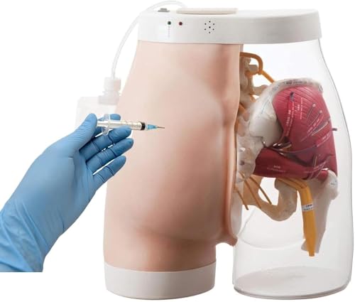 Trainingssimulator for Injektionen in das Gesäß – halbtransparentes anatomisches Modell for Studenten und Fachkräfte im Gesundheitswesen Trainingssimulator for Injektionen in das Gesäß – halbtransparentes anatomisches Modell for Studenten und Fachkräfte im Gesundheitswesen von ShuaaM
