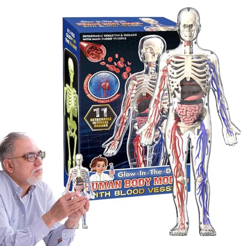 Shurzzesj Menschliches Körpermodell für Kinder, 4D-Skelett, transparentes menschliches Körpermodell, Schreibtisch-Ornament, Zuhause, Schule, Bildung, Aktivität, leuchtende Figur für Schlafzimmer, Shurzzesj Menschliches Körpermodell für Kinder, 4D-Skelett, transparentes menschliches Körpermodell, Schreibtisch-Ornament, Zuhause, Schule, Bildung, Aktivität, leuchtende Figur für Schlafzimmer, von Shurzzesj