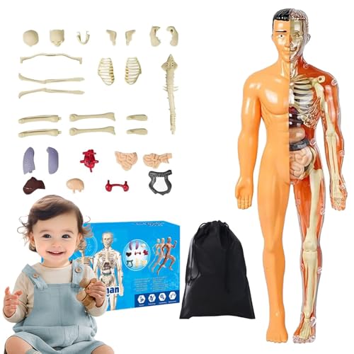 Organizeh Clear Human Body Structure Model,29 Piece 3D Anatomy Models Kit,DIY Assembled Human Torso Organ Models,Essential Tools for Physiology and Anatomy (Skin-Colored) von SiQiYu