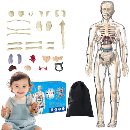 Organizeh Clear Human Body Structure Model,29 Piece 3D Anatomy Models Kit,DIY Assembled Human Torso Organ Models,Essential Tools for Physiology and Anatomy (Transparent) von SiQiYu