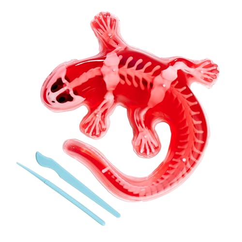 Scout Dissect-It Salamander, zum Sezieren, 14cm, Skelett und Organe zum Zusammenbauen, Nachfüllset, Werkzeuge, ab 5 Jahren Scout Dissect-It Salamander, zum Sezieren, 14cm, Skelett und Organe zum Zusammenbauen, Nachfüllset, Werkzeuge, ab 5 Jahren von Simba