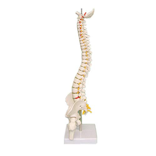 45 cm Wirbelsäulenmodell mit Beckenköpfen, abnehmbares, flexibles menschliches Wirbelsäulenmodell für Skelett-Anatomiestudium, Unterricht. von Sitrda