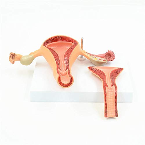Anatomisches Modell der Gebärmutterhöhle, Anatomie, Querschnitt, Lehrwerkzeug, 24 x 12 x 20 cm von Sitrda