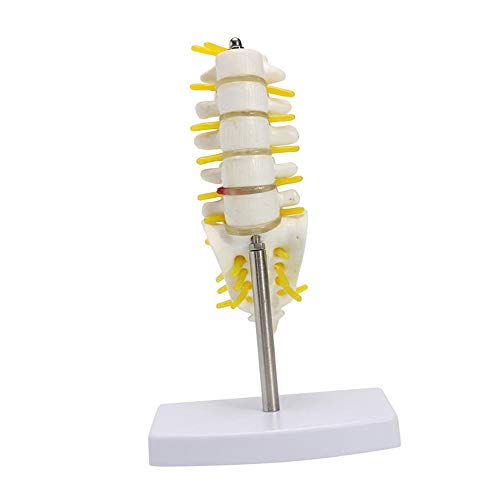 Mini menschliche Lendenwirbel Sacrum Steißbein Anatomie Medizinisches Wirbelsäulenmodell mit Basis, geeignet für den Unterricht, 15 cm von Sitrda