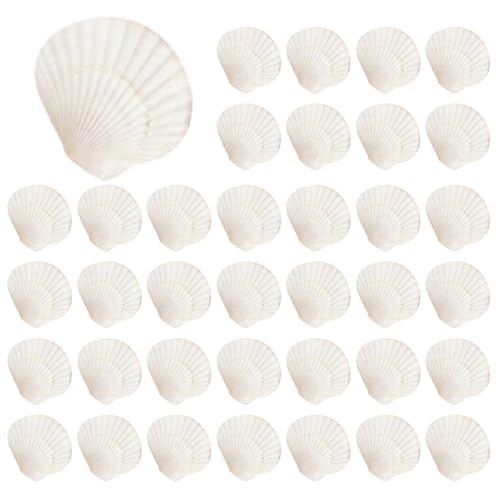 Slicooken 80 Stück Natürliche Jakobsmuscheln, 3,6-6,1 cm, Kleine Muscheln zum Basteln, Muscheln in Großen Mengen, Echte Muscheln Slicooken 80 Stück Natürliche Jakobsmuscheln, 3,6-6,1 cm, Kleine Muscheln zum Basteln, Muscheln in Großen Mengen, Echte Muscheln von Slicooken