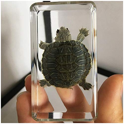 Schildkröten-Exemplarmodell – Echtes Meerestier Brasilien-Schildkrötenexemplar – Eingebettete Schildkrötenexemplare Aus Transparentem Harz – Für Spielzeug Für Den Naturwissenschaftlichen Unterricht von SmPinnaA