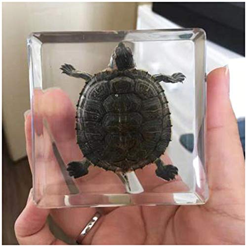 Schildkröten-Exemplarmodell – Echtes Meerestier Brasilien-Schildkrötenexemplar – Eingebettete Schildkrötenexemplare Aus Transparentem Harz – Für Spielzeug Für Den Naturwissenschaftlichen Unterricht von SmPinnaA