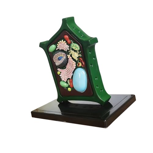 Pflanzenanatomie Modell Biologie Wissenschaft Modell Lernhilfe Pflanzenzelle Biologie Lehrhilfe für Klassenzimmer Display Spielzeug Anatomie Lehrwerkzeug für Display Pflanzenanatomie Modell Biologie Wissenschaft Modell Lernhilfe Pflanzenzelle Biologie Lehrhilfe für Klassenzimmer Display Spielzeug Anatomie Lehrwerkzeug für Display von Songelt