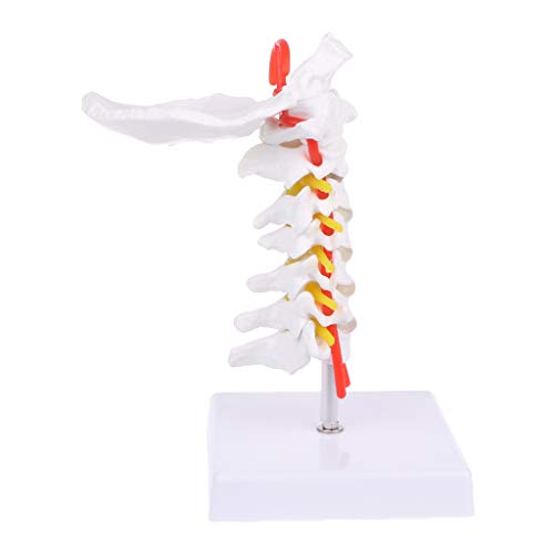 Songelt Halswirbel, Arterie, Wirbelsäule, Wirbelsäulennerven, anatomisches Modell Songelt Halswirbel, Arterie, Wirbelsäule, Wirbelsäulennerven, anatomisches Modell von Songelt