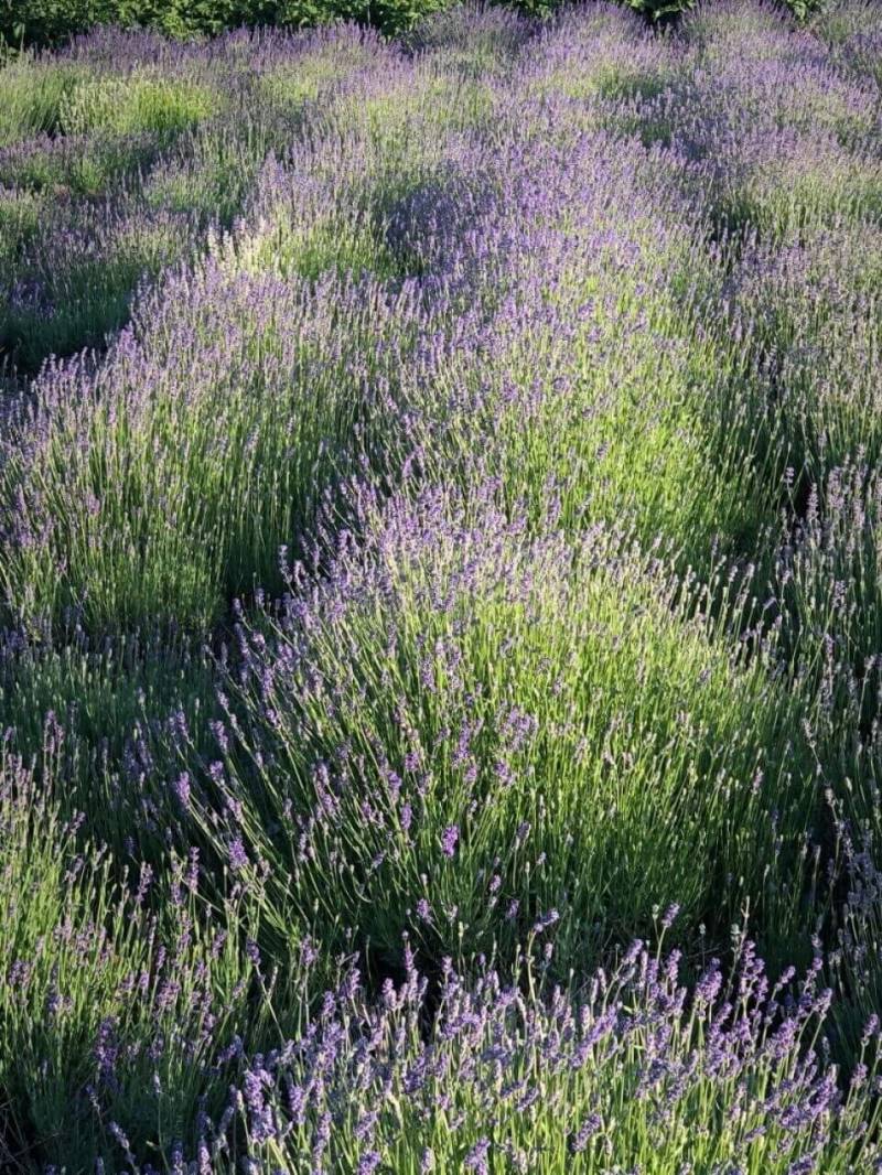 Lavendelblüten, frisch geschnittener Lavendel von Sonstige