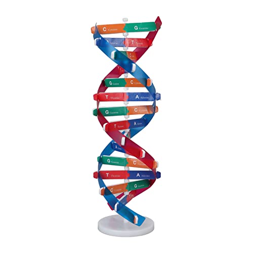 Menschliches DNA -Modell, Farbenfrohe Doppel -Spiral -DNA -Modell Human DNA Assemble Model DNA Model Kit Science Educational Teaching Toy für Menschliches DNA -Modell, Farbenfrohe Doppel -Spiral -DNA -Modell Human DNA Assemble Model DNA Model Kit Science Educational Teaching Toy für von Sorandy