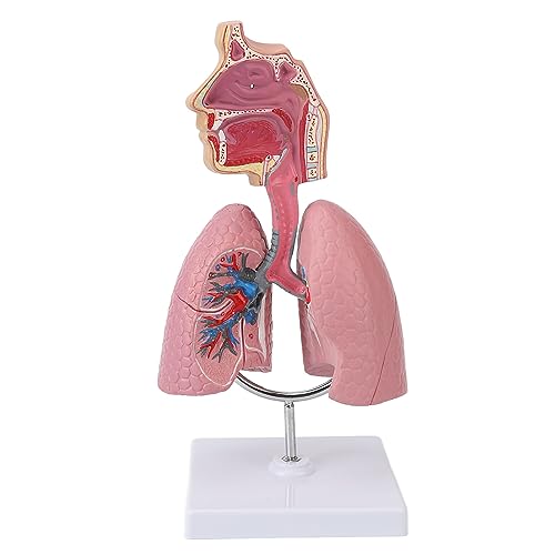 Modell des Atmungssystems, Anatomisches Modell der Menschlichen Lunge mit Abnehmbarem Herzen, Modell der Bildungsorgane mit Ausstellungsständer für Kardiologie-Unterrichtsstudenten Modell des Atmungssystems, Anatomisches Modell der Menschlichen Lunge mit Abnehmbarem Herzen, Modell der Bildungsorgane mit Ausstellungsständer für Kardiologie-Unterrichtsstudenten von Sorandy