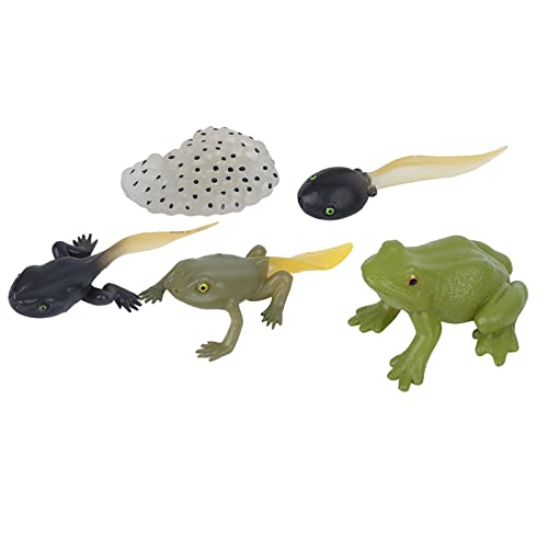 Sorandy Ranidae Wachstumszyklusmodell, Simulation Tiermodell für Miniatursimulation mit Exquisiten Details Tier Früh Bildung Lernstatue Spielzeug Sorandy Ranidae Wachstumszyklusmodell, Simulation Tiermodell für Miniatursimulation mit Exquisiten Details Tier Früh Bildung Lernstatue Spielzeug von Sorandy