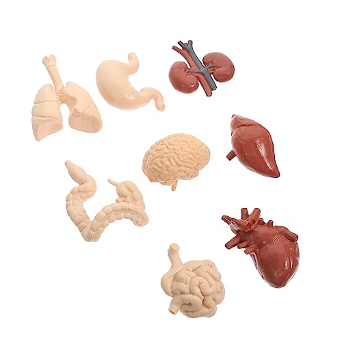 Sosoport 1 Satz Human Organs Modellset Teiliges Lehrmittel für und Physiologie Realistisches und Pädagogisches für Schüler Geeignet für Medizinische und Pflegerische Ausbildung von Sosoport