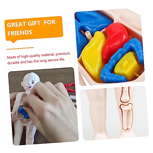 Sosoport 3D Anatomisches Modell des Menschlichen Körpers mit Abnehmbaren Organen Pädagogisches Lernspielzeug für Kinder Interaktives Puzzle für und Sosoport 3D Anatomisches Modell des Menschlichen Körpers mit Abnehmbaren Organen Pädagogisches Lernspielzeug für Kinder Interaktives Puzzle für und von Sosoport