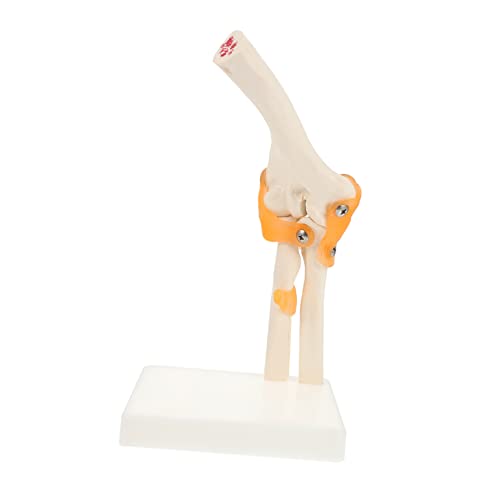 Sosoport 1 Stück Ellenbogenmodell aus Anatomisches Skelett Modell für Medizinische Ausbildung und Unterricht Stand für Studenten und Lehrer Vielseitig Einsetzbar für Kunst und Dekoration Sosoport 1 Stück Ellenbogenmodell aus Anatomisches Skelett Modell für Medizinische Ausbildung und Unterricht Stand für Studenten und Lehrer Vielseitig Einsetzbar für Kunst und Dekoration von Sosoport