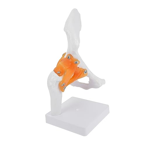 Sosoport 1 Stück Hüftgelenkmodell Anatomisches Menschliches Skelettmodell für Medizinische Schulungen Kunstreferenz und Dekoration für Klassenzimmer und Chirurgie von Sosoport